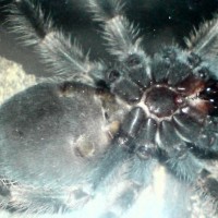 B Smithi please ID if Male or Female