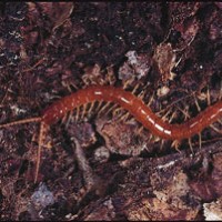 Unknown Centipede