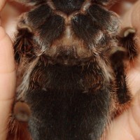 Grammostola rosea