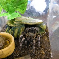 Tarantula!