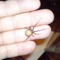 Latrodectus geometricus