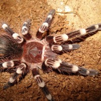 acanthoscurria geniculata