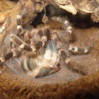 acanthoscurria geniculata moulting