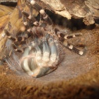 acanthoscurria geniculata moulting