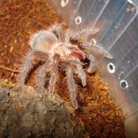 Brachypelma albopilosum