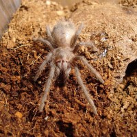 Lasiodora parahybana