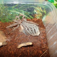 Lasiodora parahybana moulting part 3