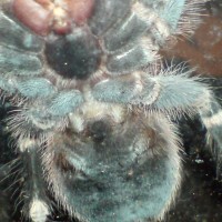 A Geniculata - male or female