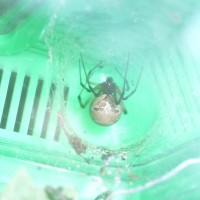 Latrodectus geometricus