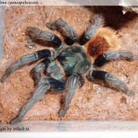 Chromatopelma cyaneopubescens