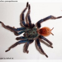 Chromatopelma cyaneopubescens