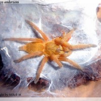 Chilobrachys anderosni