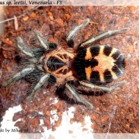 Cyriocosmus sp. leetzi; Venezuela - State of Táchira, F3