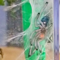 Avicularia Versicolor post-molt