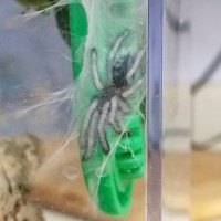 Avicularia Versicolor post-molt