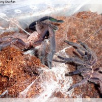 Chilobrachys sp. Kaeng Krachan