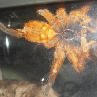 obt sex?