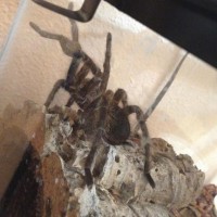 Theraphosa Blondi???