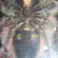 Avicularia versicolor