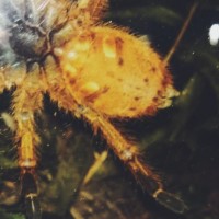 obt gender please?