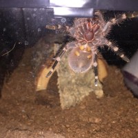 A. Geniculata about 2.5"