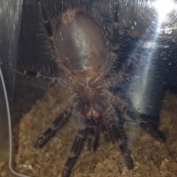 Grammostola pulchripes