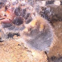 A geniculata - ~4 inches