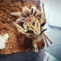 Grammostola rosea mating