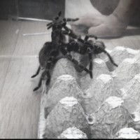 grammostola pulchripes mating