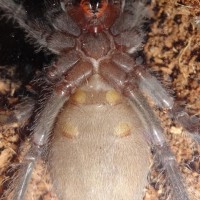 Lasiodora Parahybana Sexing