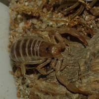 Northern Scorpion