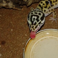 Leopard Gecko