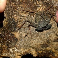 Florida Spotted Tailless Whip Scorpion