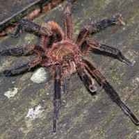 Tarantula Colombia