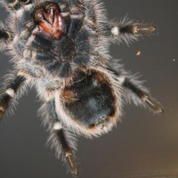 G. pulchripes