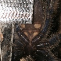 1.75" p. Metallica male or female