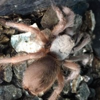 Aphonopelma moderatum??