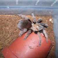 Aphonopelma Sp. New River or A. Chalcodes?