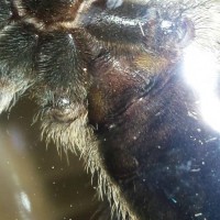 M. balfouri 4cm