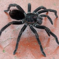 Unknown Tarantula Colombia