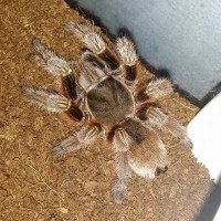 Grammostola rosea or porteri?