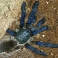 M. Balfouri Male/Female?