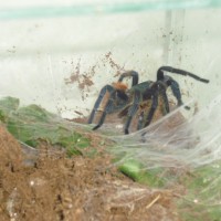 gbb