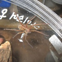 sinopoda stellta-starbust huntsman spider