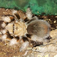 aphonopelma chalcodes