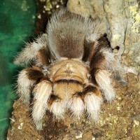 aphonopelma chalcodes