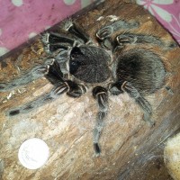 Big Lasiodora Parahybana