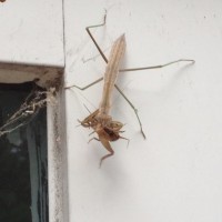 Tenodera sinensis- nymph