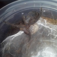 Chilobrachys Khiri Khan Molting