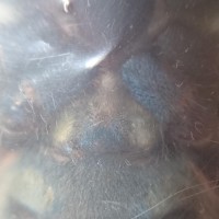 Avicularia Versicolor Male Or Female?